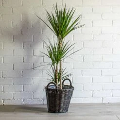 Nanna Wikr Plant Basket - Dark Brown -Plants Sale Store Dracaena marginata Red Edged Multi Stem Nanna Wikr Plant Basket Dark Brown 3aa8f02a 5ef6 4801 a711 d18e03b50c39