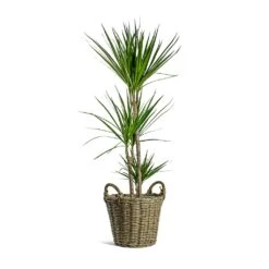 Dracaena Marginata Red Edged - Multi Stem -Plants Sale Store Dracaena marginata Red Edged Multi Stem Nanna Wikr Plant Basket Natural