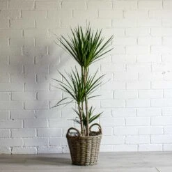 Dracaena Marginata Red Edged - Multi Stem -Plants Sale Store Dracaena marginata Red Edged Multi Stem Nanna Wikr Plant Basket natural 46abb40a 307c 4e49 883e e664d90d7408