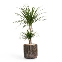Dracaena Marginata Red Edged - Multi Stem -Plants Sale Store Dracaena marginata Red Edged MultiStem 17x85cm Plant Pot Luxe Lite Waterfall Cylinder Planter Bronze 23x22cm