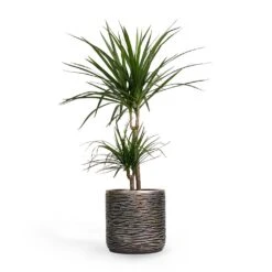 Dracaena Marginata Red Edged - Multi Stem -Plants Sale Store Dracaena marginata Red Edged MultiStem 17x85cm Plant Pot Luxe Lite Wrinkle Cylinder Planter Bronze 23x22cm