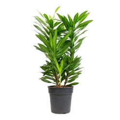 Dracaena Reflexa Song Of Jamaica 9 Dracaena Reflexa Song Of Jamaica -Plants Sale Store Dracaena reflexa Song of Jamaica 19x80cm