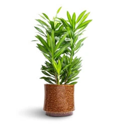 Nolan Plant Pot - Caramel 18 Nolan Plant Pot - Caramel -Plants Sale Store Dracaena reflexa Song of Jamaica 19x80cm Nolan Plant Pot Caramel 23x21cm 2d17ca0c 7b37 4ef4 a73b a5448ec6baa3