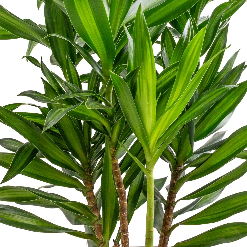Dracaena Reflexa Song Of Jamaica 4 Dracaena Reflexa Song Of Jamaica - Image 2