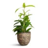 Dracaena Surculosa 1 Dracaena Surculosa -Plants Sale Store Dracaena surculosa 12x40cm Cas Plant Pot Sahara 15x13cm