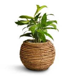 Dracaena Surculosa -Plants Sale Store Dracaena surculosa 12x40cm Lida Plant Basket Natural 21x17cm