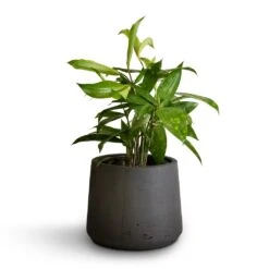 Dracaena Surculosa -Plants Sale Store Dracaena surculosa 12x40cm Patt Plant Pot Black Washed 17x14cm