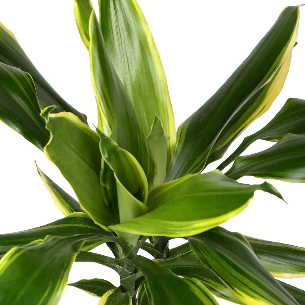 Dracaena Fragrans Golden Coast - Multi Stem 9 Dracaena Fragrans Golden Coast - Multi Stem - Image 7