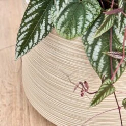 Dune Darcy Planter - Oat -Plants Sale Store Dune Darcy Oat Close Up 2