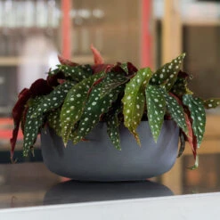Eav Refined Plant Bowl - Volcano Black -Plants Sale Store Eav Plant Bowl Volcano Black Lifestyle 002