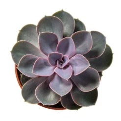 Echeveria Perle Von Nurnberg -Plants Sale Store Echeveria Perle Von Nurnberg 10.5cm Above