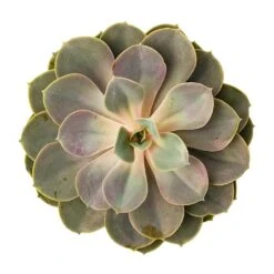 Echeveria Perle Von Nurnberg -Plants Sale Store Echeveria Perle Von Nurnberg 10.5x14cm BirdsEye