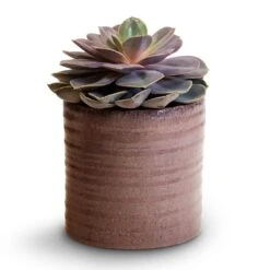 Hera Plant Pot - Purple -Plants Sale Store Echeveria Perle Von Nurnberg 10.5x14cm Hera Plant Pot Purple 13x14cm