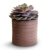 Echeveria Perle Von Nurnberg 2 Echeveria Perle Von Nurnberg -Plants Sale Store Echeveria Perle Von Nurnberg 10.5x14cm Hera Plant Pot Purple 13x14cm 494b2489 3cd0 40c7 b0a6 27941fc0f34d