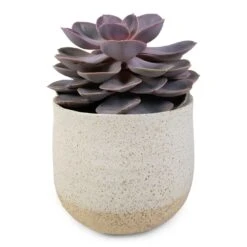 Echeveria Perle Von Nurnberg -Plants Sale Store Echeveria Perle Von Nurnberg 10.5x14cm Iris Plant Pot Sand 14x12cm