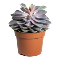 Echeveria Purple Pearl -Plants Sale Store Echeveria Purple Pearl 12cm