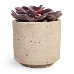 Echeveria Purple Pearl -Plants Sale Store Echeveria Purple Pearl 12x15cm 12x25cm Novi Plant Pot Grey Washed 15x13.5cm a32d3654 6b7e 4729 ae4b e242aedc57ee