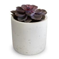 Echeveria Purple Pearl -Plants Sale Store Echeveria Purple Pearl 12x15cm Charlie Plant Pot White Washed 15x15cm 2