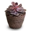 Echeveria Purple Pearl 2 Echeveria Purple Pearl -Plants Sale Store Echeveria Purple Pearl 12x15cm Igmar Plant Basket Grey 15x12cm 2