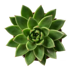 Echeveria Agavoides Miranda -Plants Sale Store Echeveria agavoides Miranda 12cm Above