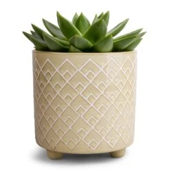 Echeveria Agavoides Miranda -Plants Sale Store Echeveria agavoides Miranda 12x15cm Bilbao Plant Pot Pale Jade 14x14cm 9b5a79bd 084a 40bb b775 ef422af6e582