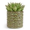 Echeveria Agavoides Miranda -Plants Sale Store Echeveria agavoides Miranda 12x15cm Fiene Plant Pot Green 14x14cm