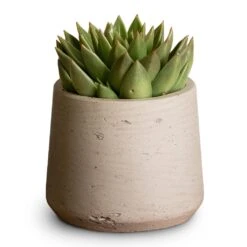 Patt Plant Pot - Grey Washed 27 Patt Plant Pot - Grey Washed -Plants Sale Store Echeveria agavoides Miranda 12x15cm Patt Plant Pot Grey Washed 17x14cm aed608b0 81da 4b55 818c ae9e54a02e02