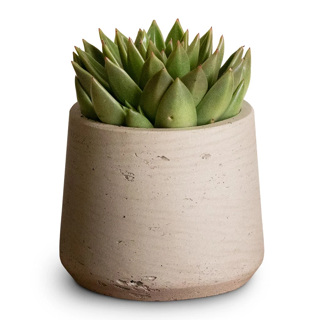 Patt Plant Pot - Grey Washed 8 Patt Plant Pot - Grey Washed - Image 6