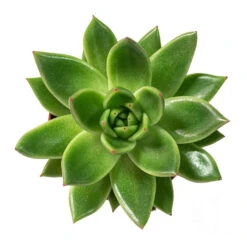 Echeveria Agavoides Miranda -Plants Sale Store Echeveria agavoides Miranda 8.5cm Above