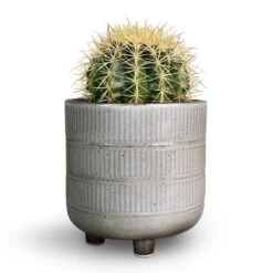 Echinocactus Grusonii - Golden Barrel Cactus 17 Echinocactus Grusonii - Golden Barrel Cactus -Plants Sale Store Echinocactus grusonii Golden Barrel Cactus 13x15cm Denise Plant Pot Fossil 17x17cm 3b16eb44 1660 43ba 97a1 46e65cb5e5c3