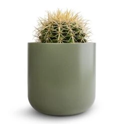 Echinocactus Grusonii - Golden Barrel Cactus 23 Echinocactus Grusonii - Golden Barrel Cactus -Plants Sale Store Echinocactus grusonii Golden Barrel Cactus 13x15cm Lisbon Plant Pot Sage 15x15cm ea350222 ff7a 477f ba02 50beb1a333db