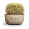 Echinocactus Grusonii - Golden Barrel Cactus 1 Echinocactus Grusonii - Golden Barrel Cactus -Plants Sale Store Echinocactus grusonii Golden Barrel Cactus 25x30cm Cas Plant Bowl Sahara 467feb27 d649 4689 9c58 2a3bd5a59ea5