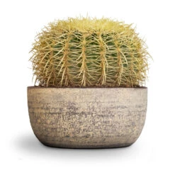 Echinocactus Grusonii - Golden Barrel Cactus
