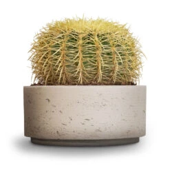 Echinocactus Grusonii - Golden Barrel Cactus 18 Echinocactus Grusonii - Golden Barrel Cactus -Plants Sale Store Echinocactus grusonii Golden Barrel Cactus 25x30cm Eli Plant Bowl Grey Washed 29x13.5cm 5ad0d9b5 7ae1 4004 b094 3f5a2b3fd661