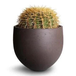 Echinocactus Grusonii - Golden Barrel Cactus 21 Echinocactus Grusonii - Golden Barrel Cactus -Plants Sale Store Echinocactus grusonii Golden Barrel Cactus 25x30cm Mini Orb Kevan Plant Pot Ash Brown 32x28cm 2