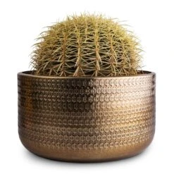 Echinocactus Grusonii - Golden Barrel Cactus 20 Echinocactus Grusonii - Golden Barrel Cactus -Plants Sale Store Echinocactus grusonii Golden Barrel Cactus 25x30cm Solis Embossed Plant Bowl Gold 30x15cm