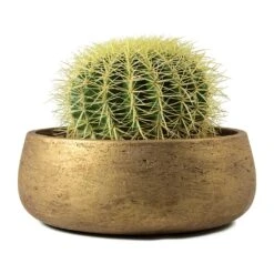 Echinocactus Grusonii - Golden Barrel Cactus 15 Echinocactus Grusonii - Golden Barrel Cactus -Plants Sale Store Echinocactus grusonii Golden Barrel Cactus Eileen Plant Bowl Metallic Copper