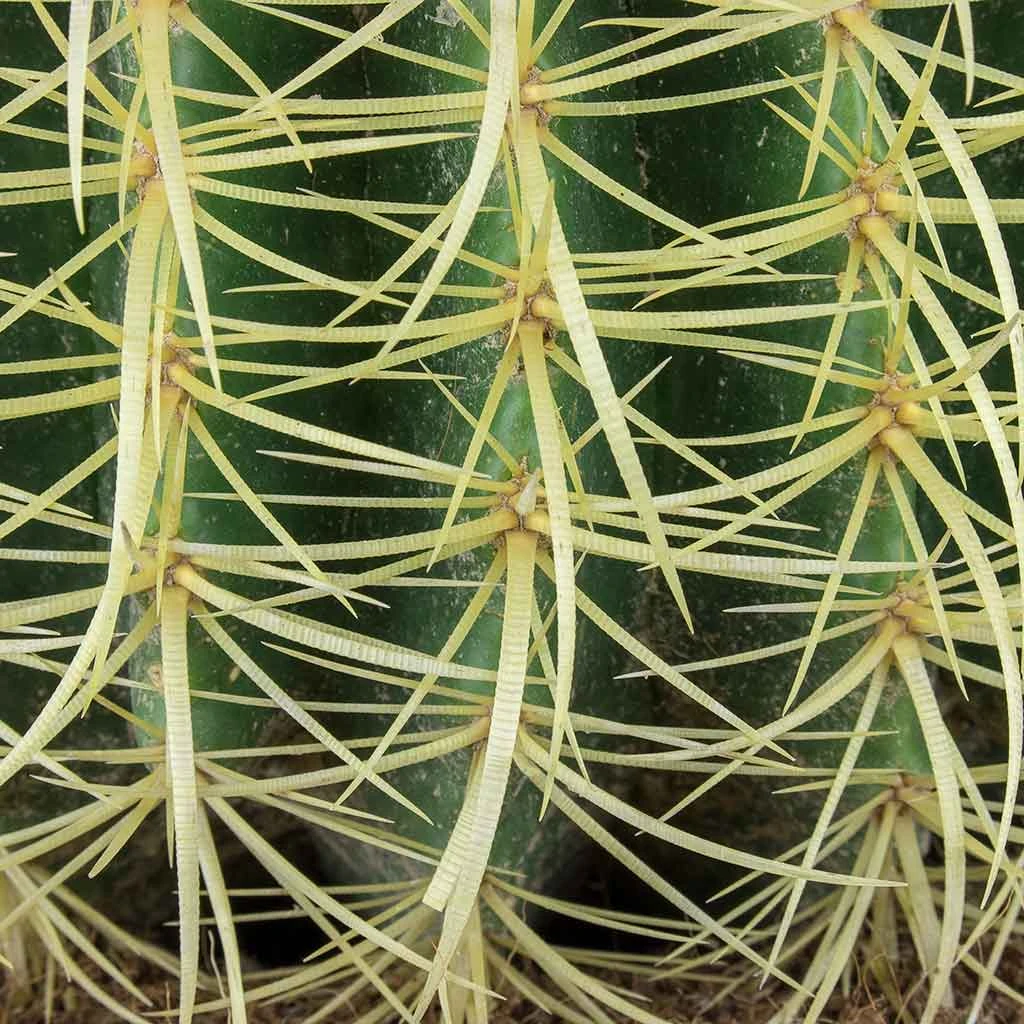 Echinocactus Grusonii - Golden Barrel Cactus 4 Echinocactus Grusonii - Golden Barrel Cactus - Image 2
