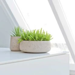 Eileen Plant Bowl - Grey Washed 8 Eileen Plant Bowl - Grey Washed -Plants Sale Store Eileen Plant Bowl Grey Washed Succulents