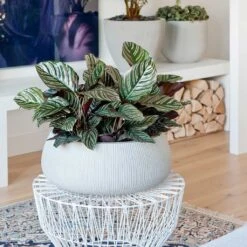Eileen Plant Bowl - Ridged Cement -Plants Sale Store Eileen Plant Bowl Ridged Cement Calathea Sanderiana