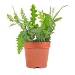 Epiphyllum Anguliger - Fishbone Cactus -Plants Sale Store Epiphyllum anguliger Fishbone Cactus 12x20 1