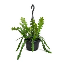 Epiphyllum Anguliger - Fishbone Cactus -Plants Sale Store Epiphyllum anguliger Fishbone Cactus Small