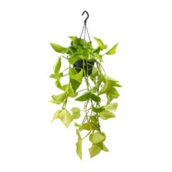 Epipremnum Aureum Neon - Golden Neon Pothos -Plants Sale Store Epipremnum Neon Pothos
