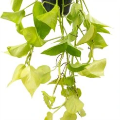 Epipremnum Aureum Neon - Golden Neon Pothos -Plants Sale Store Epipremnum Neon Pothos Leaves