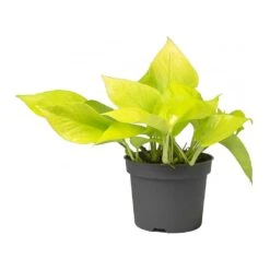 Epipremnum Aureum Neon - Golden Neon Pothos -Plants Sale Store Epipremnum Neon Pothos Small