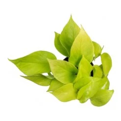 Epipremnum Aureum Neon - Golden Neon Pothos -Plants Sale Store Epipremnum Neon Pothos Small Leaves