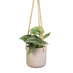 Charlie Hanging Plant Pot - Grey Washed 13 Charlie Hanging Plant Pot - Grey Washed -Plants Sale Store Epipremnum Trebie Satin Pothos Trebie 12x15cm Charlie Hanging Plant Pot Grey Washed 15x15cm