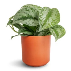 Epipremnum Trebie - Satin Pothos Trebie -Plants Sale Store Epipremnum Trebie Satin Pothos Trebie 12x15cm Prague Plant Pot Cayenne 13x13cm 097e1d3f fcc8 4363 9e6a d4ce0279c211