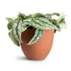 Epipremnum Trebie - Satin Pothos Trebie -Plants Sale Store Epipremnum Trebie Satin Pothos Trebie 20x45cm Coral Refined Planter Canyon Orange 25x21cm