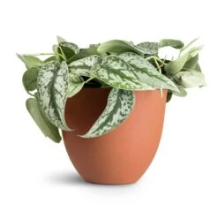 Coral Refined Planter - Canyon Orange 13 Coral Refined Planter - Canyon Orange -Plants Sale Store Epipremnum Trebie Satin Pothos Trebie 20x45cm Coral Refined Planter Canyon Orange 25x21cm 12f8a464 307f 47dd 83e8 e1f0120dbacc